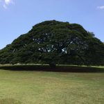 ハワイのモアナルア・ガーデンパーク