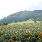 裏に道あり花の山