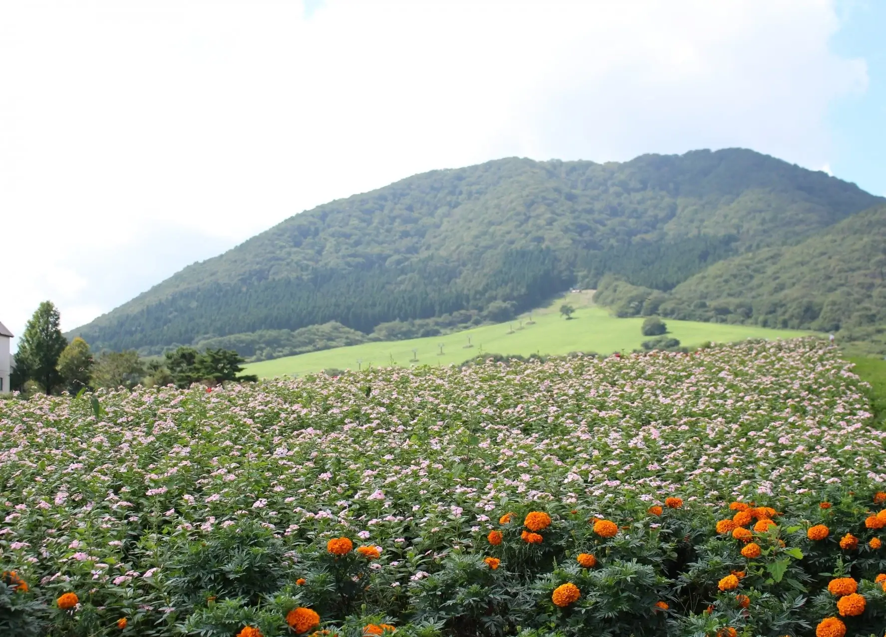 裏に道あり花の山